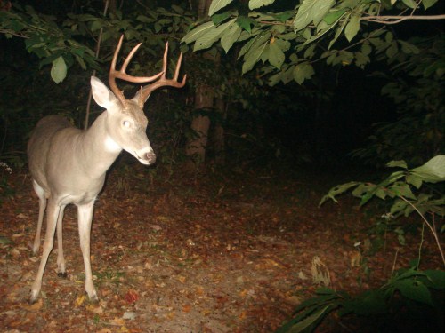 Tall racked eight point buck