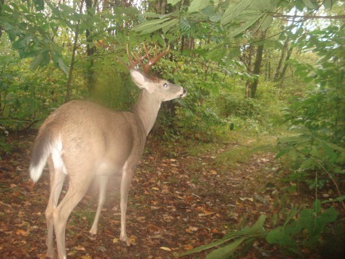 Ten point buck