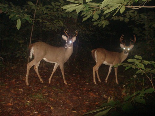 Two whitetail bucks