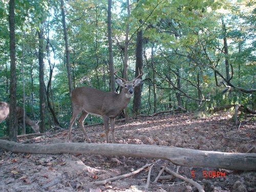 Eight point buck