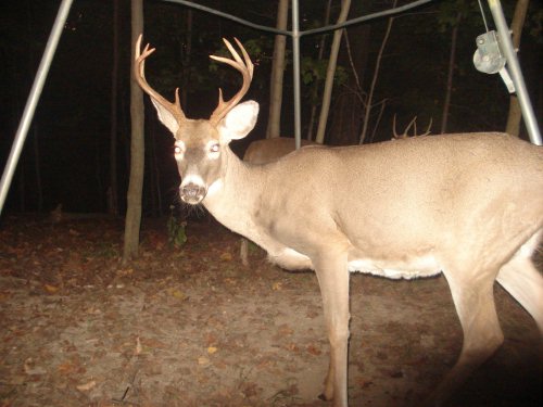 Eight point buck