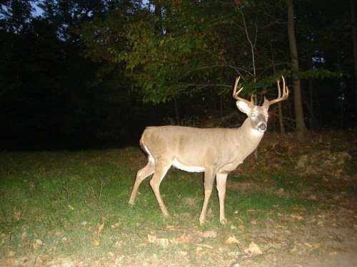 Nine point buck