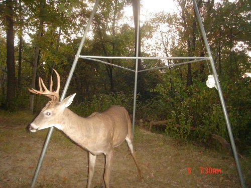 Odd racked nine point buck