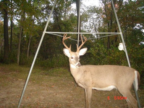 Tall racked eight point buck