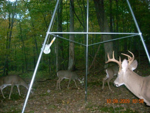 8 point buck