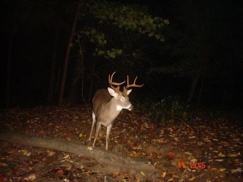 big eight point buck