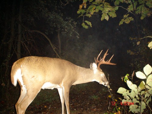 big nine point buck