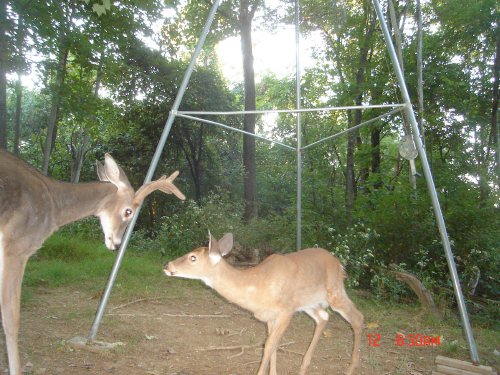 Whitetail buck and fawn