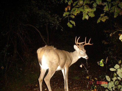 Eight point buck