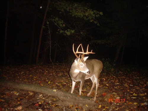 Nine point buck