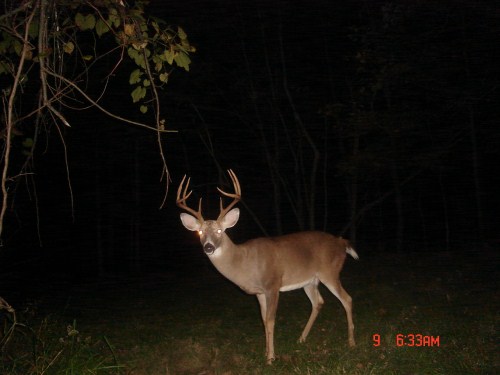 Nine point whitetail