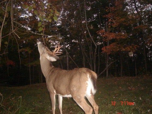 young eight point buck