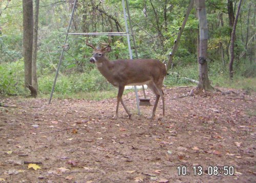 Nine point buck