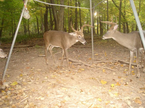 Big eight point buck