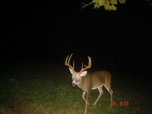 Big ten point buck