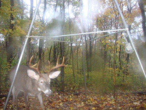 Eight point buck