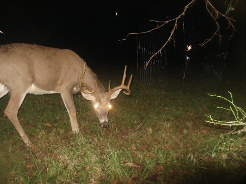 Nine point buck