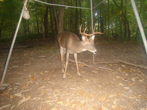 Seven point buck