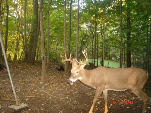 Ten point buck