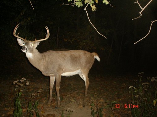 Nine point buck