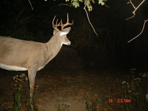 Seven point buck