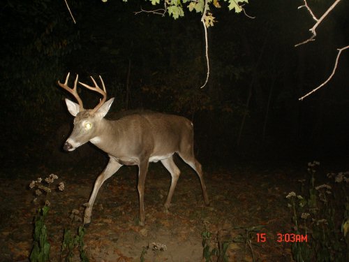 Tall rack seven point buck