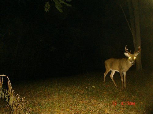 Ten point buck