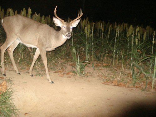 Wide seven point buck