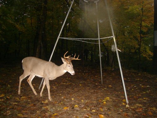 Buck with a bent antler tine