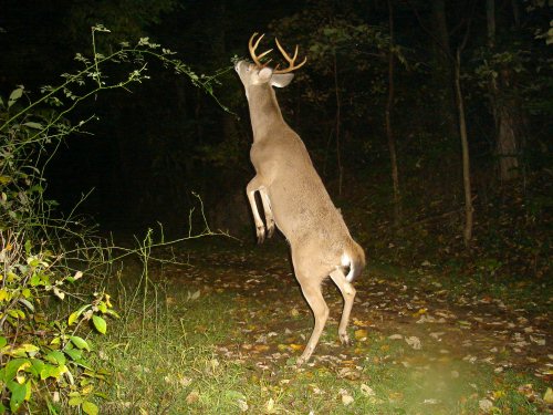 Whitetail buck at a scrape