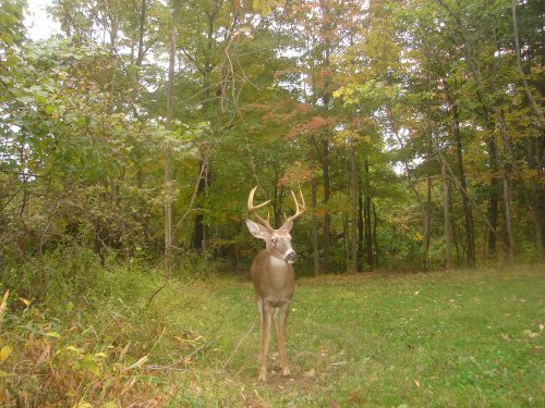 Eight point buck