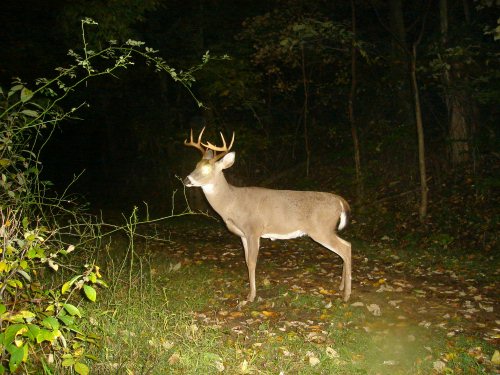 Nine point buck