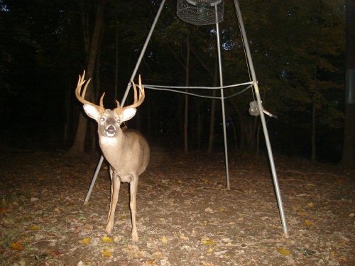 Ten Point Buck