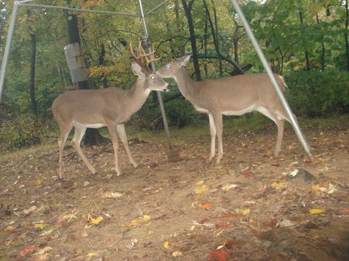 Two whitetail bucks