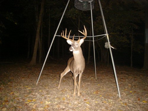 Wide racked ten point buck