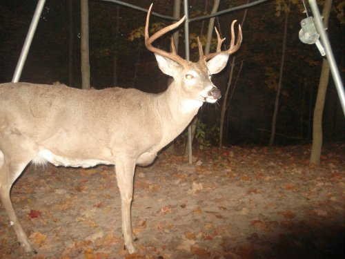 Big whitetail buck