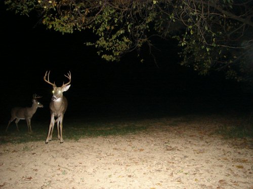 Eight point buck