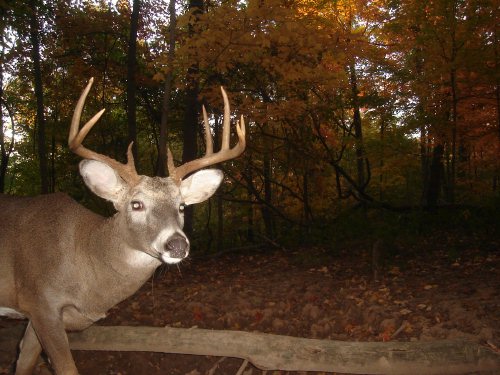 Nine point buck