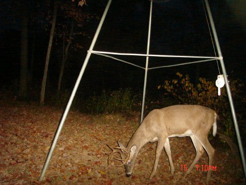 Odd Nine point buck