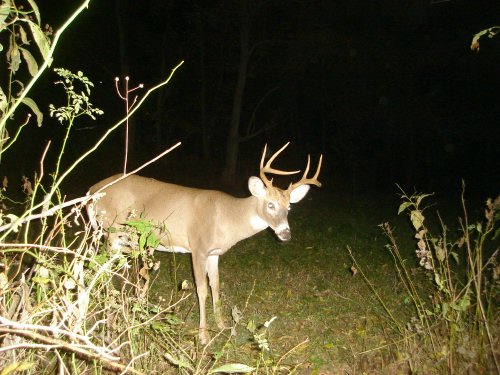 Small brow tined eight point buck