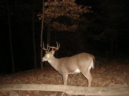 Sticker point buck