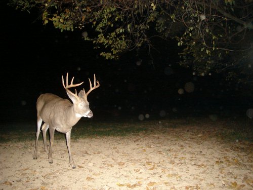 Ten point buck