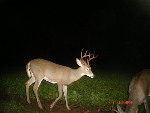 Big eight point buck