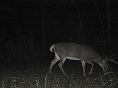 Whitetail Buck