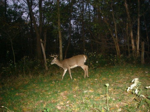 Eight Point Buck