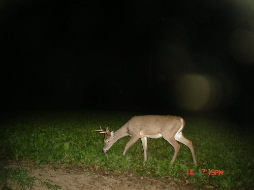 Four Point Buck