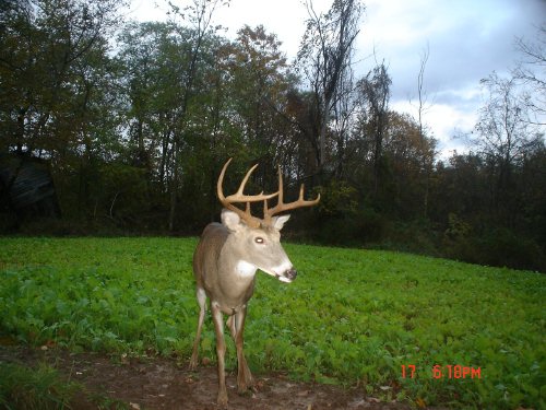 Nine point buck