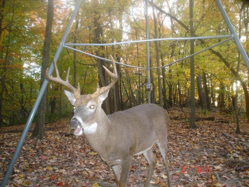 Big eight point buck