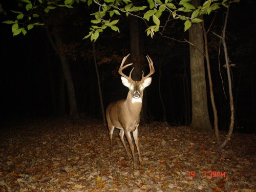 Big nine point buck