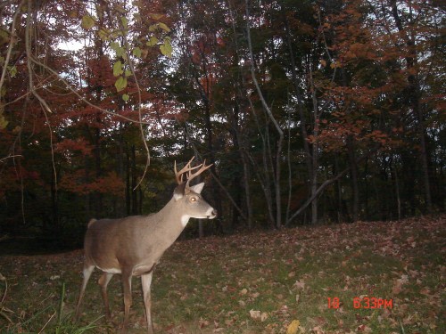 Crab Claw Buck